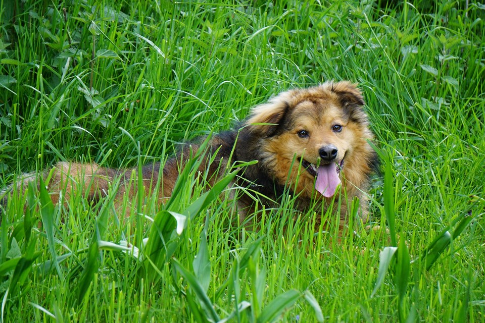 Hund im Biourlaub in Hessen