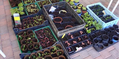 Naturhotel - Bio-Küche: Rohkost möglich - Oberdrautal - Gemüse, bereit zur Auspflanzung in den Sonnengarten - Veganer Gasthof zum Ederplan