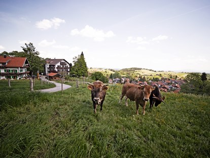Naturhotel - Spa-Bereich mit mind. 2 unterschiedlichen Saunen - Oberbayern - Unsere Murnau-Werdenfelser Bio-Ochsen. - moor&mehr Bio-Kurhotel