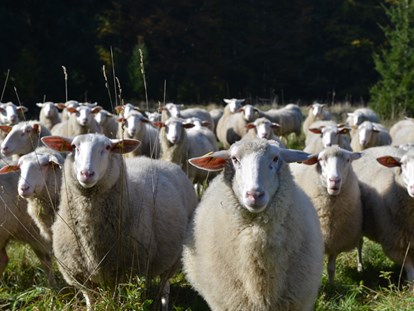 Naturhotel - Biologisch abbaubare Reinigungsmittel - Tschechien - Unsere Schafe - Biofarm Sonnberg