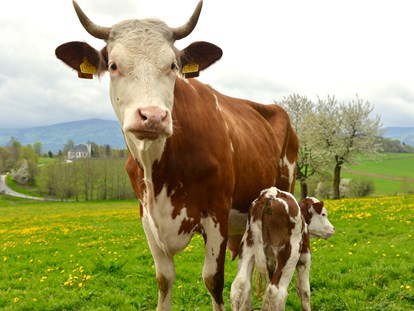 Naturhotel - Aktivurlaub möglich - Zelnava - Unsere beste Kuh - Biofarm Sonnberg