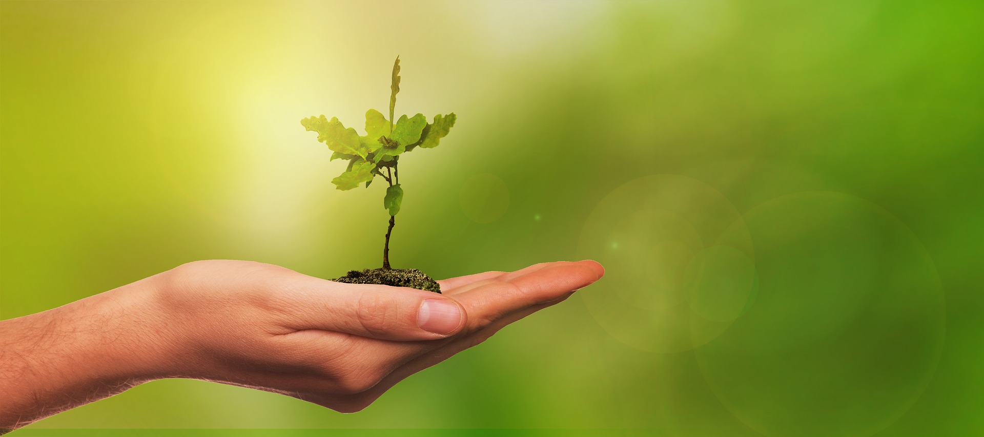 Klimaschutz durch Klimawälder - Biohotels.de