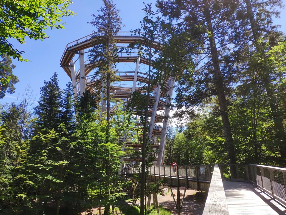 Black Forest treetop path