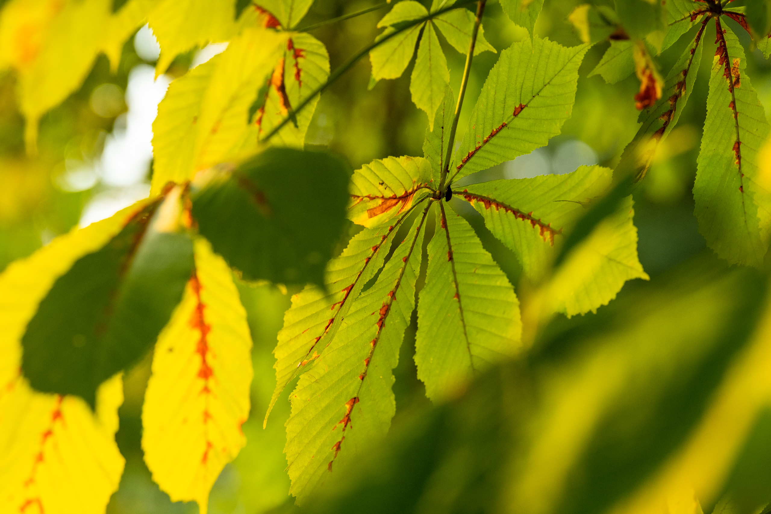 Herbst-Immun-Fit - Menschels Vitalresort