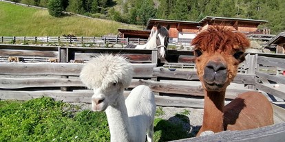Naturhotel - Tiroler Oberland - Unsere Alpakas Ferdi & Fritz - Bio & Reiterhof der Veitenhof