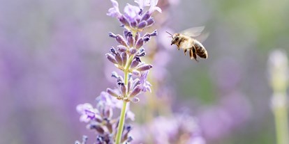 Naturhotel - Bio-Küche: Biologisches Angebot - Österreich - Biene am Lavendeldach - Boutiquehotel Stadthalle