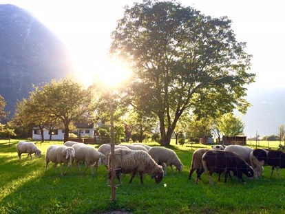 Naturhotel - Oberösterreich - zwei mal im Jahr haben wir entzückende Nachbarn auf der Weide.... - THE GREEN LODGE 