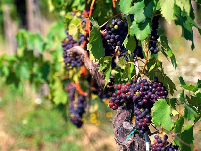 Nature hotel - Bio-Wein (eigenes Weingut) - Bioveganer Anbau in unserem Bio-Garten - Vegan Agrivilla I Pini