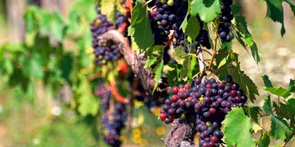Naturhotel - Bio-Wein (eigenes Weingut) - Bioveganer Anbau in unserem Bio-Garten - Vegan Agrivilla I Pini