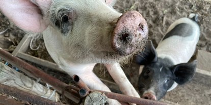 Nature hotel - Aktivurlaub möglich - Southern Sweden - Die Schweine sind garantiert immer hungrig! Hoffentlich bringst auch du deine Reste zu uns. - Sonnenhügelhof (Solberga Gård)