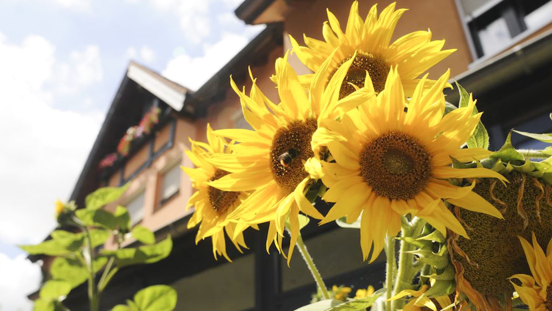 Organic hotel - BIO HOTEL Bayerischer Wirt: Biohotel in Augsburg
 - Bayerischer Wirt