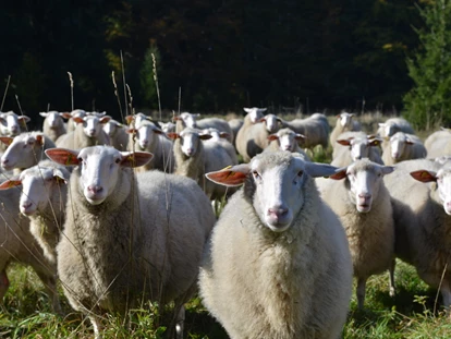 Naturhotel - Wassersparmaßnahmen - Grainet - Unsere Schafe - Biofarm Sonnberg