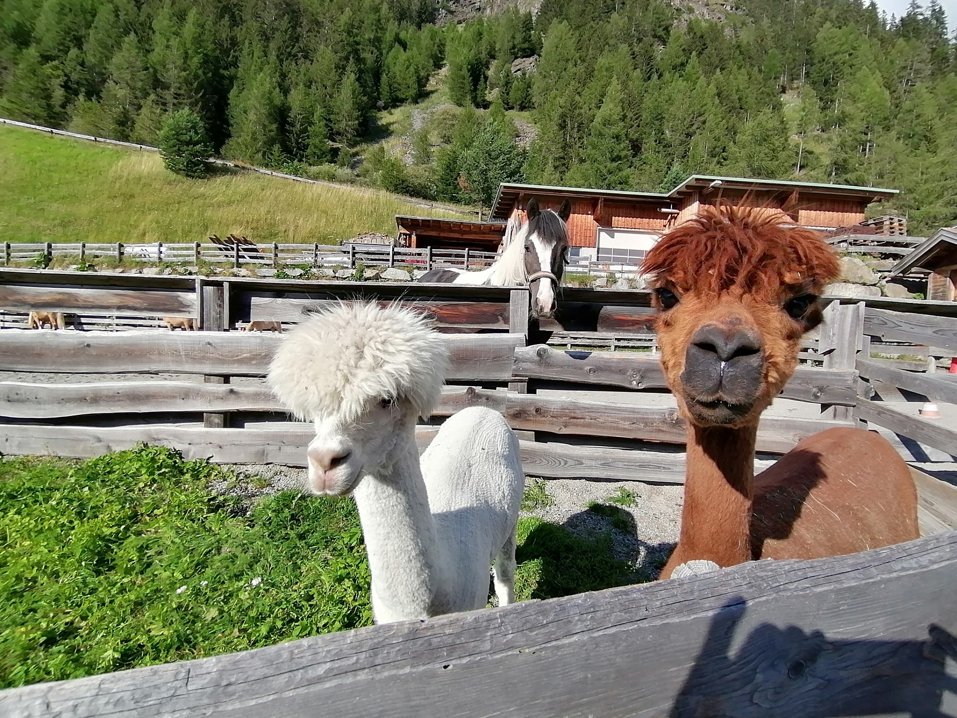 Biohotel: Unsere Alpakas Ferdi & Fritz - Bio & Reiterhof der Veitenhof