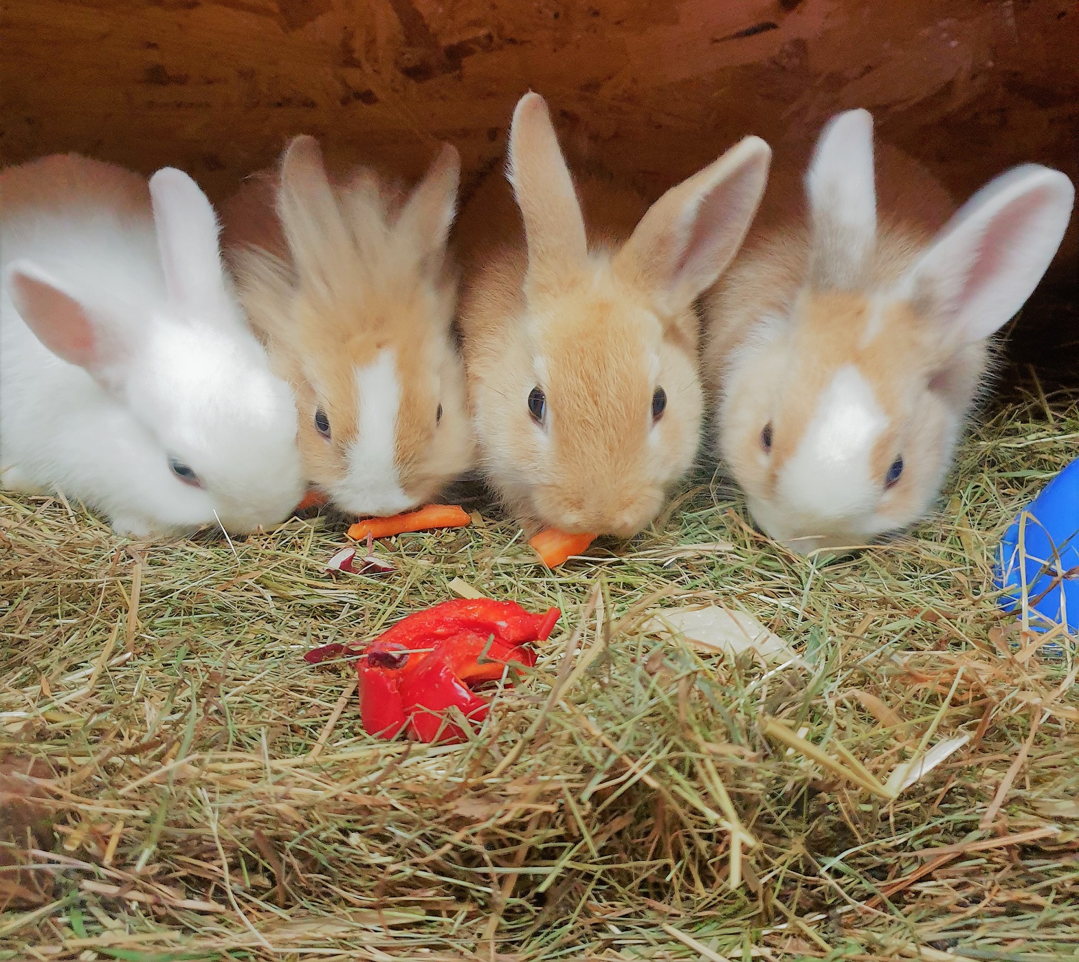 Biohotel: Unsere Hasen - Bio & Reiterhof der Veitenhof