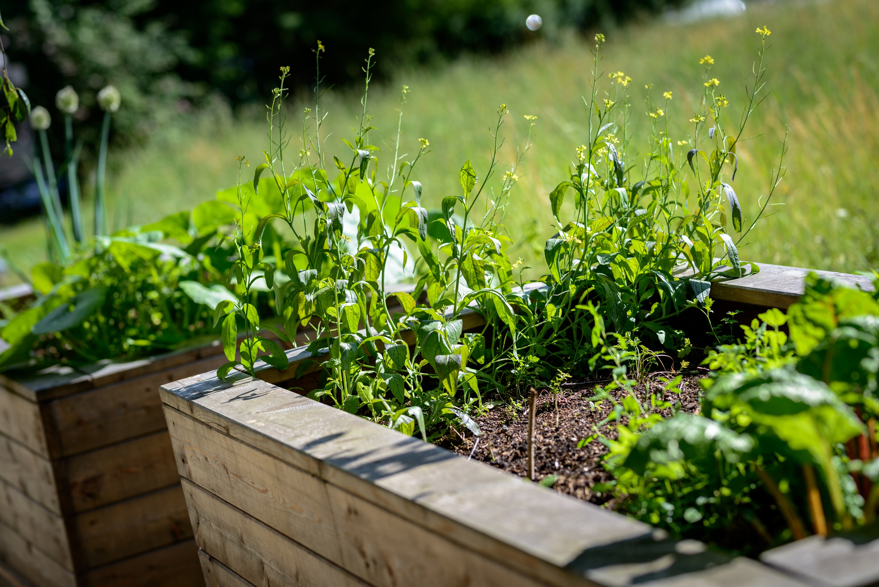 Biohotel: Eschenhofs Kräutergarten - **** Naturhotel Ortners Eschenhof