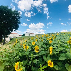 Biohotel: Sunflower around our home - RITORNO ALLA NATURA