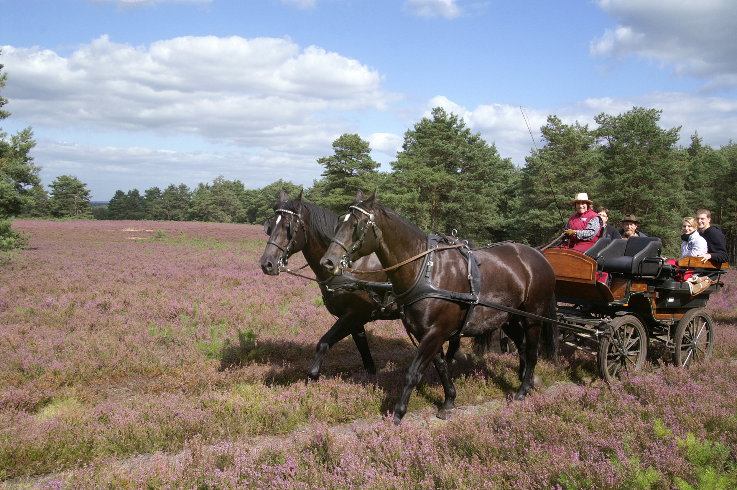 Biohotel: Herrliche Ausflüge mit unseren Pferden und Kutschen im Naturpark Südheide - ausgehend vom Bio-Hotel TraumzeitHof - Bio-Hotel TraumzeitHof