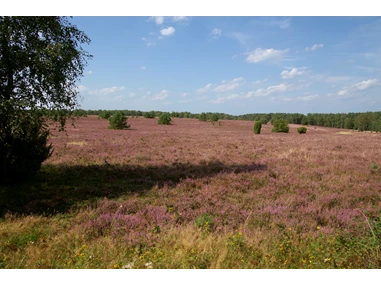 Biohotel: Berühmt für die Lüneburger Heide - die Blütezeit des Heidekrauts - Faustregel 08.08. - 09.09. - Bio-Hotel TraumzeitHof - Naturotel
