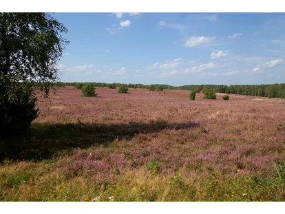 Nature hotel - PLZ 29525 (Deutschland) - Berühmt für die Lüneburger Heide - die Blütezeit des Heidekrauts - Faustregel 08.08. - 09.09. - Bio-Hotel TraumzeitHof - Naturotel