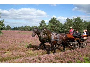 Biohotel: Herrliche Ausflüge mit unseren Pferden und Kutschen im Naturpark Südheide - ausgehend vom Bio-Hotel TraumzeitHof - Bio-Hotel TraumzeitHof - Naturotel