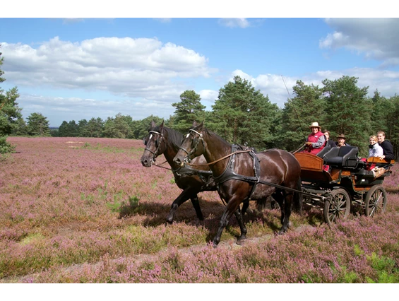 Biohotel: Herrliche Ausflüge mit unseren Pferden und Kutschen im Naturpark Südheide - ausgehend vom Bio-Hotel TraumzeitHof - Bio-Hotel TraumzeitHof - Naturotel
