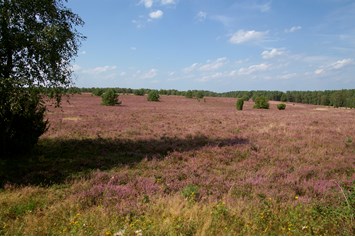 Biohotel: Berühmt für die Lüneburger Heide - die Blütezeit des Heidekrauts - Naturotel TraumzeitHof