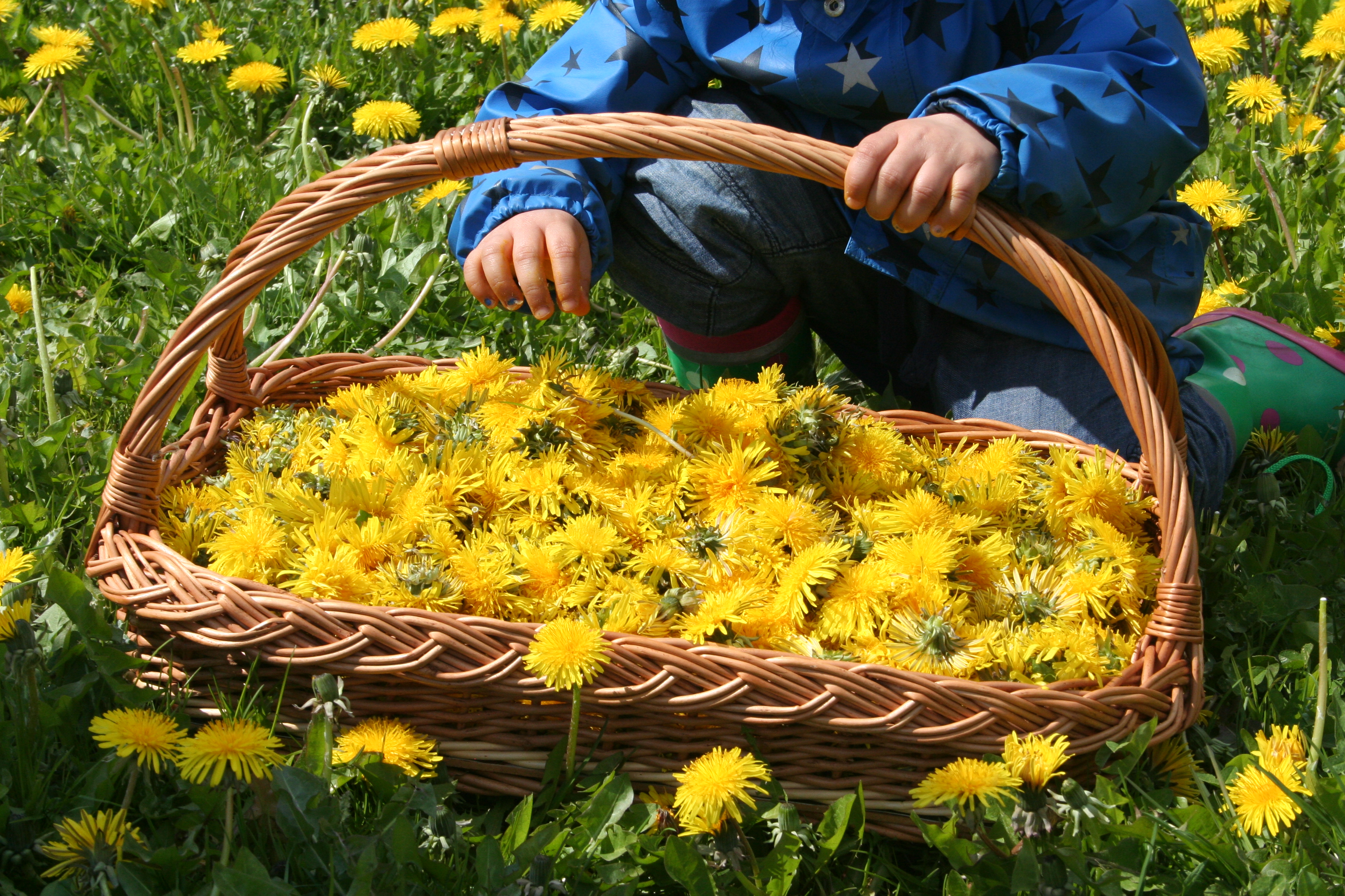 Biohotel: Löwenzahn zum Essen - Janbecks FAIRhaus