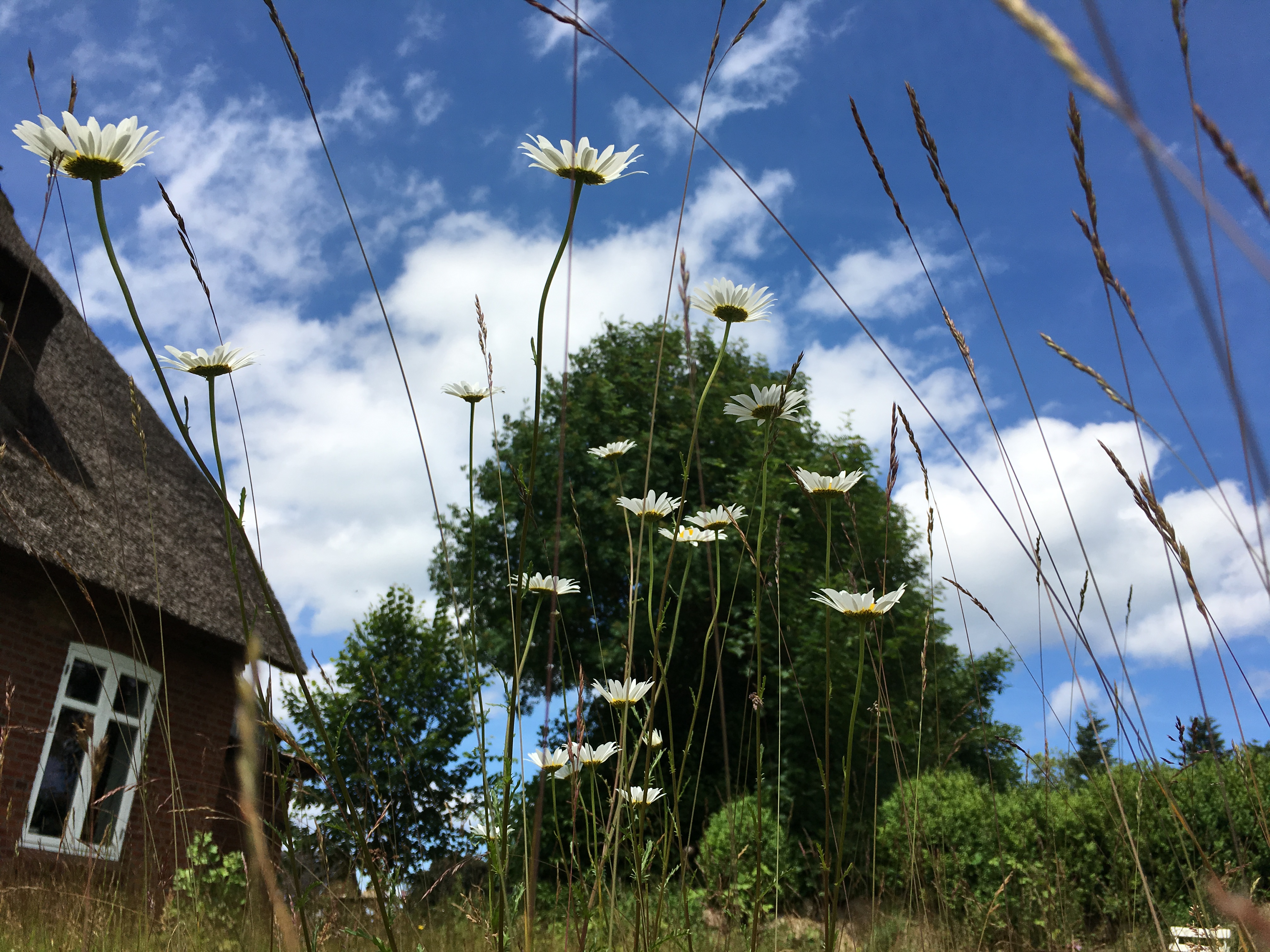 Biohotel: Sommer in Lehbek - Janbecks FAIRhaus