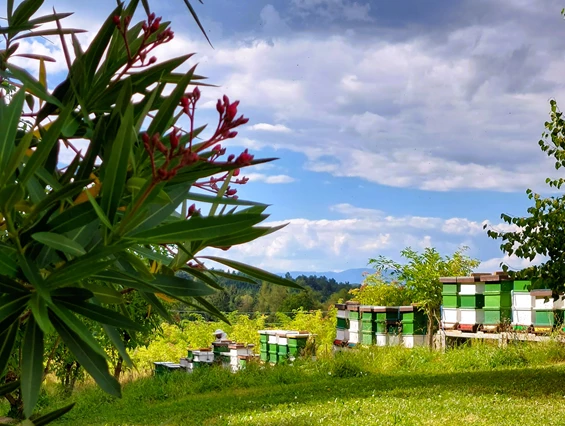 Biohotel: Biobauernhof Bergjosl