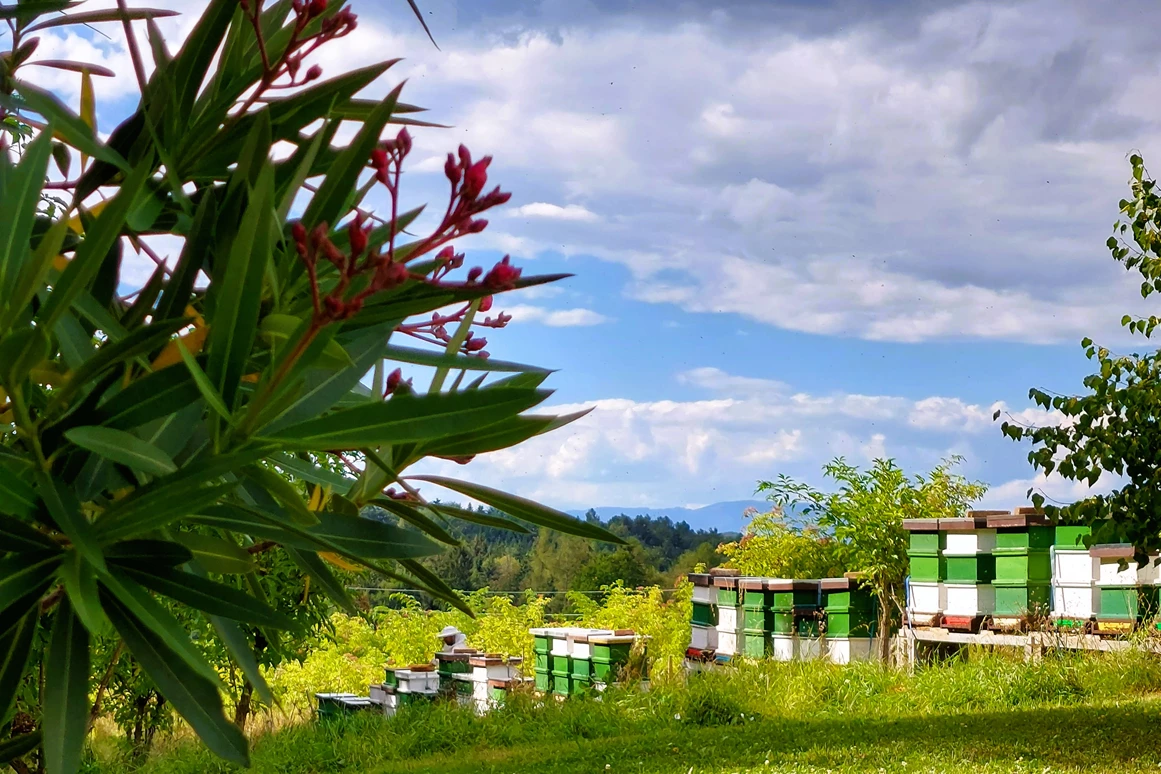 Biohotel: Biobauernhof Bergjosl
