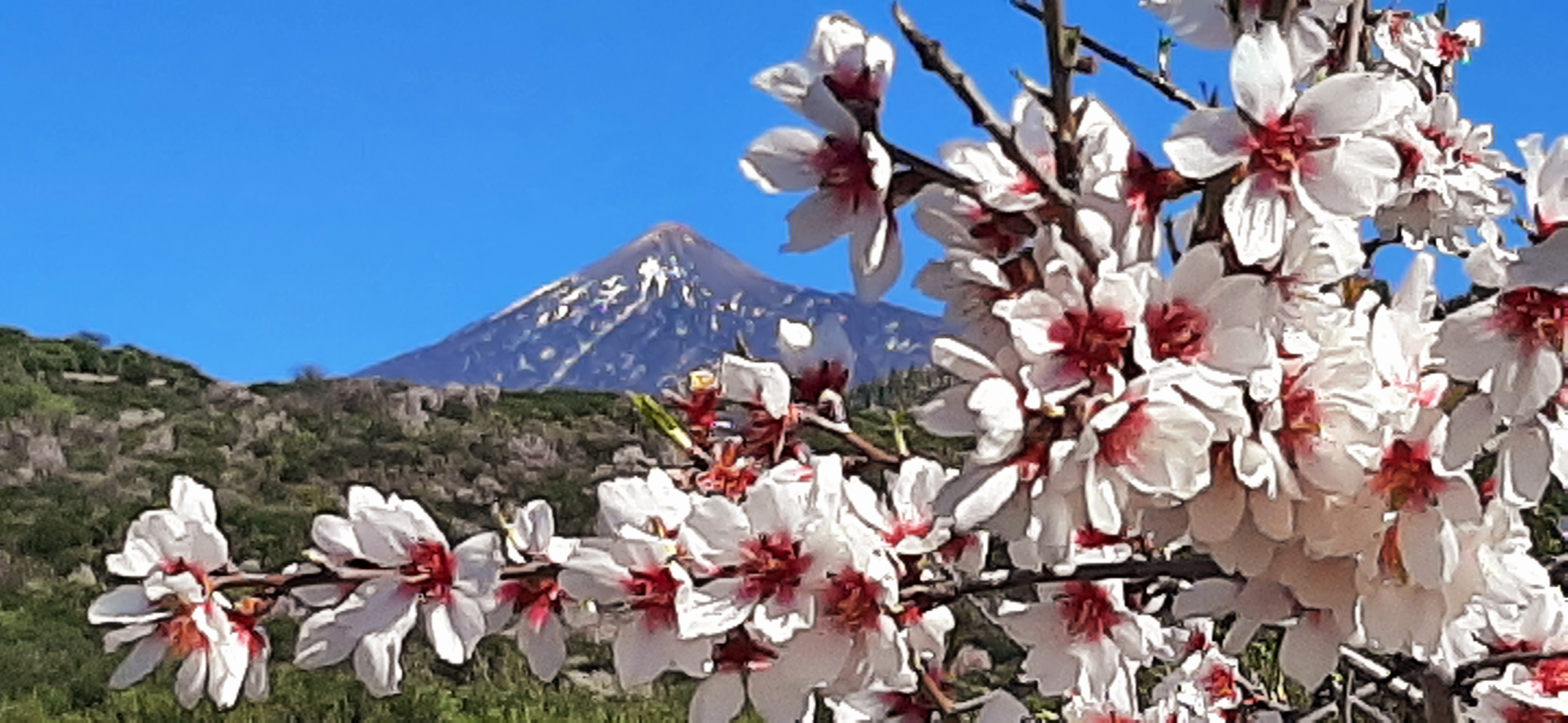 Biohotel: Villa Arte
Ausflug-Tipps
Mandelblüte mehr unter 
https://villa-arte-teneriffa.de/mandelbluete - VILLA ARTE exclusive Ferienapartments