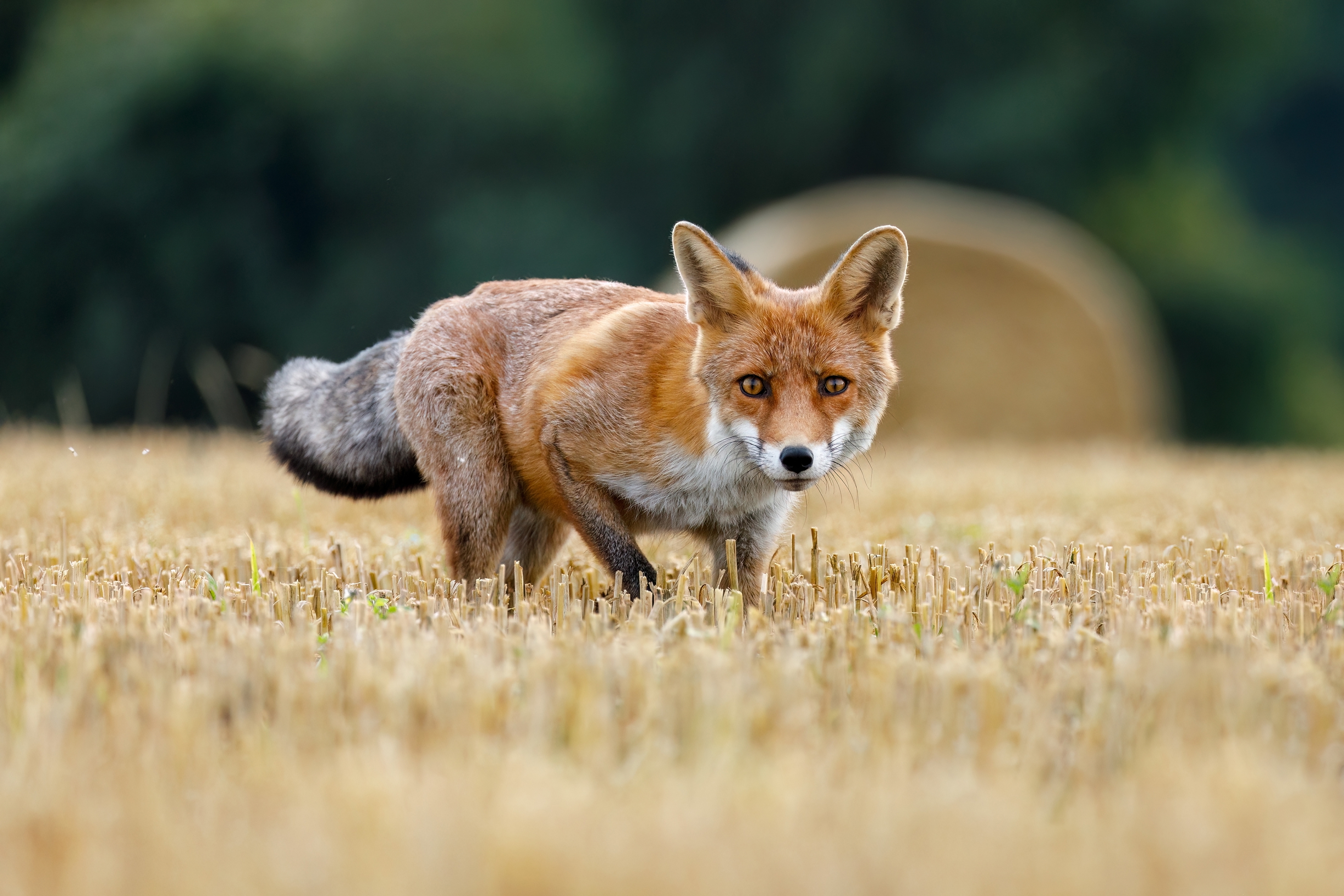 Biohotel: Ostsee Baumhaushotel Schleswig-Holstein