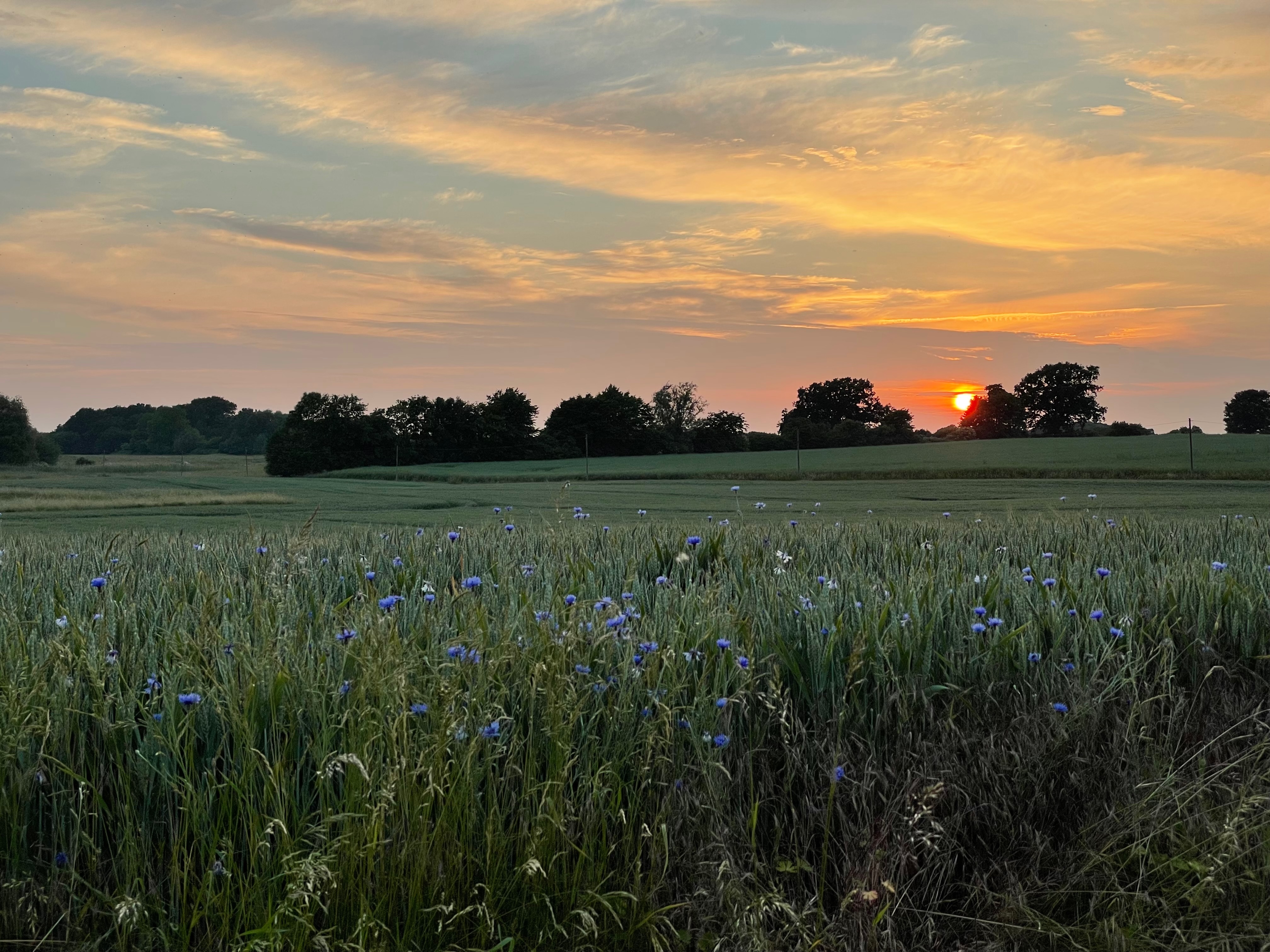 Biohotel: Ostsee Baumhaushotel Schleswig-Holstein