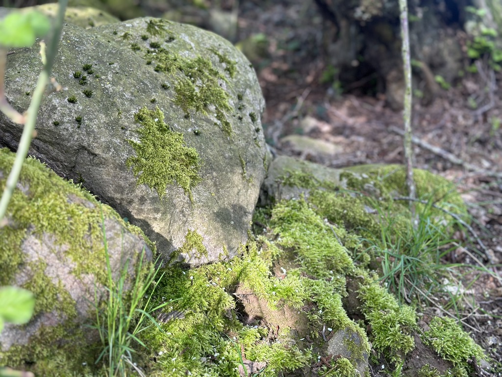 Biohotel: Ostsee Baumhaushotel Schleswig-Holstein