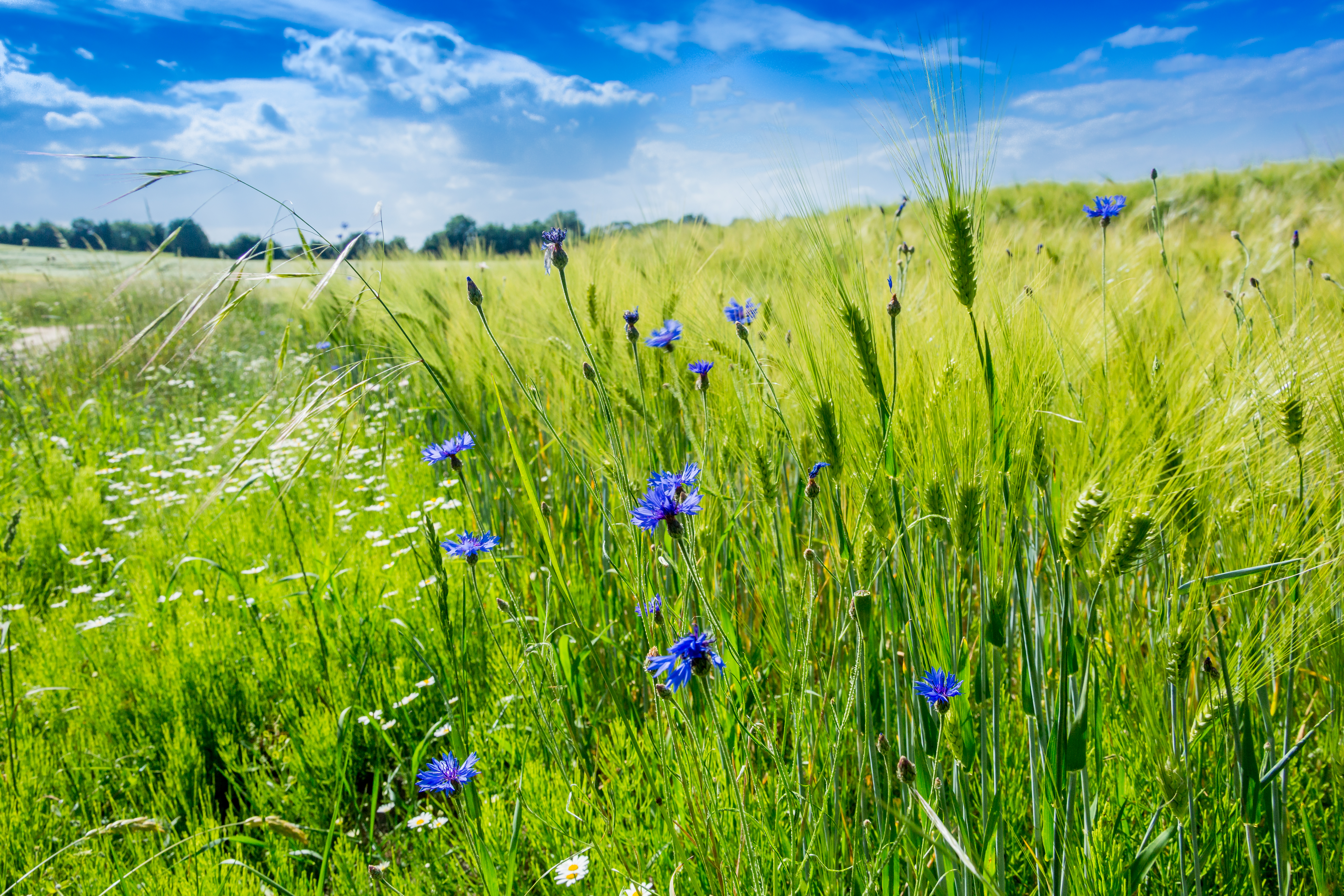 Biohotel: Ostsee Baumhaushotel Schleswig-Holstein