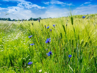 Naturhotel - PLZ 23948 (Deutschland) - Ostsee Baumhaushotel Schleswig-Holstein