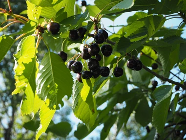 Biohotel: Beniaskie! Agroturystyka nad Jeziorem