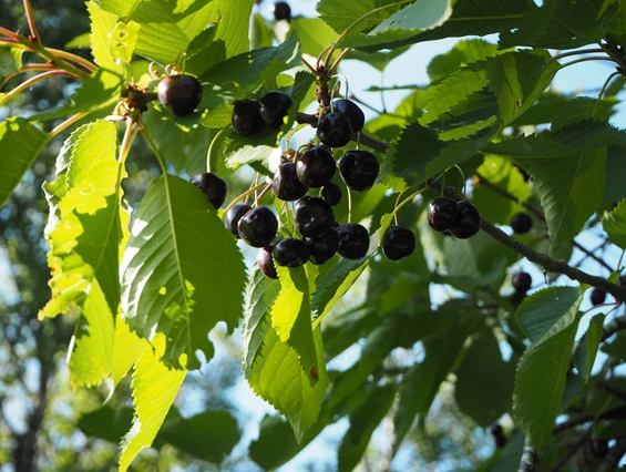 Biohotel: Beniaskie! Agroturystyka nad Jeziorem
