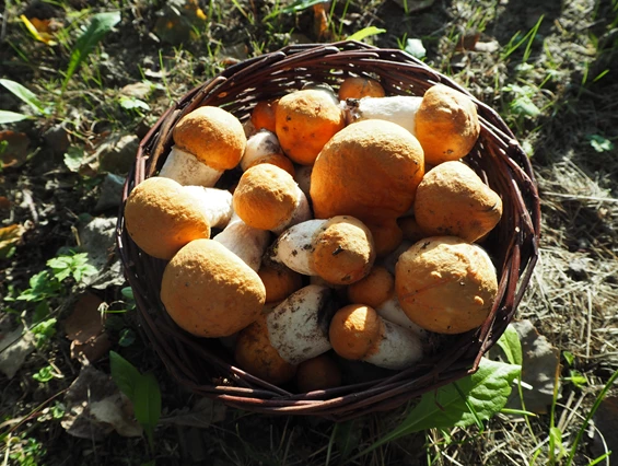 Biohotel: Beniaskie! Agroturystyka nad Jeziorem