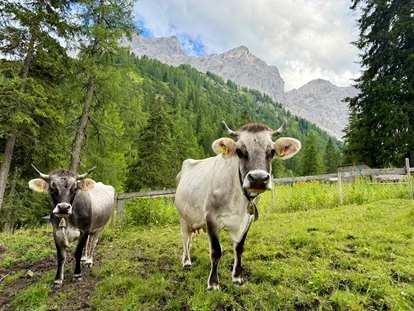Naturhotel - Ferienwohnungen - Umhausen - Tiroler Grauvieh auf der Tarrenton Alm  - il nido
