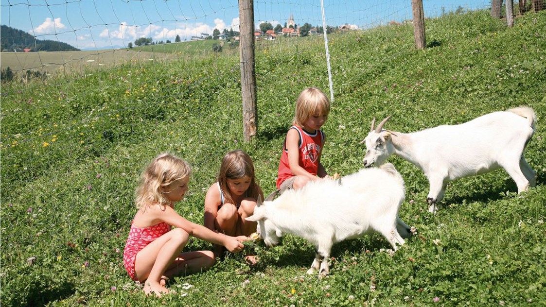 Biohotel: Tiere streicheln beim Bio-Urlaub auf dem Bauernhof - Bio-Bauernhof Petschnighof