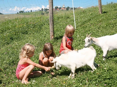 Biohotel: Tiere streicheln beim Bio-Urlaub auf dem Bauernhof - Bio-Bauernhof Petschnighof