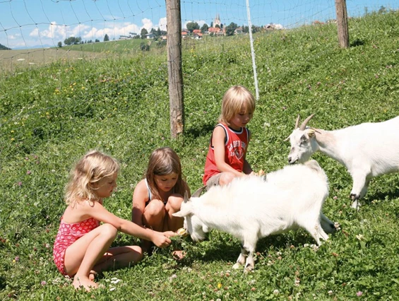 Biohotel: Tiere streicheln beim Bio-Urlaub auf dem Bauernhof - Bio-Bauernhof Petschnighof