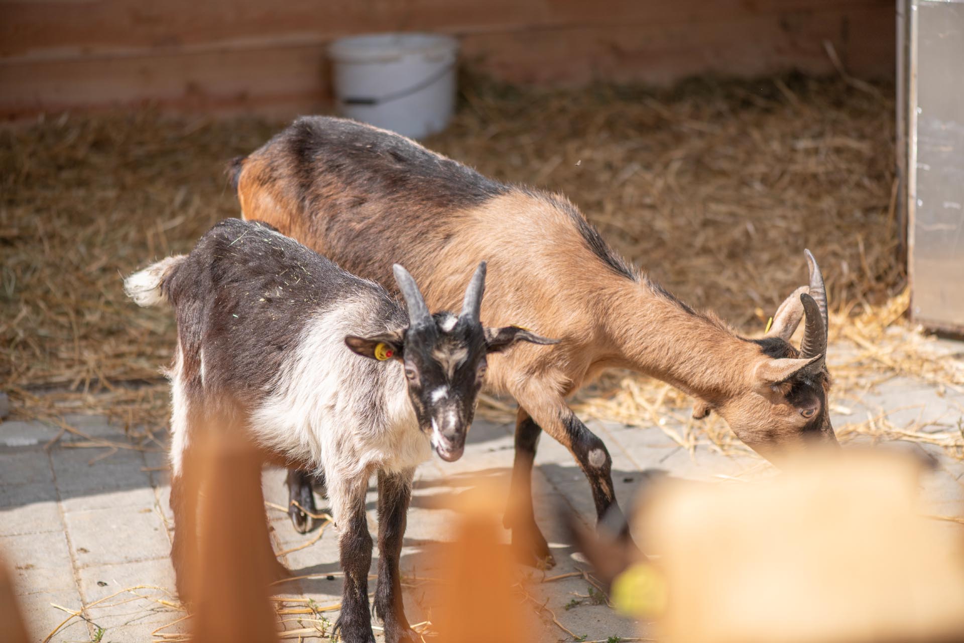 Biohotel: linara mountain family stay