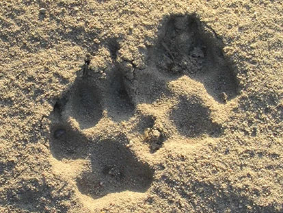 Nature hotel - PLZ 29525 (Deutschland) - Wolf und Wolfswanderungen - Wolfsspuren - BIO-Hotel Kenners LandLust