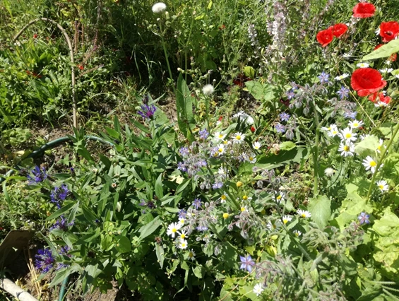 Biohotel: Der Garten - ein Paradies für Bienen - Katharinas Veganer Naturgasthof