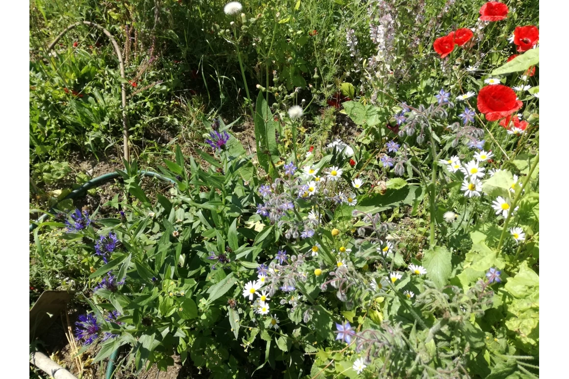 Biohotel: Der Garten - ein Paradies für Bienen - Katharinas Veganer Naturgasthof