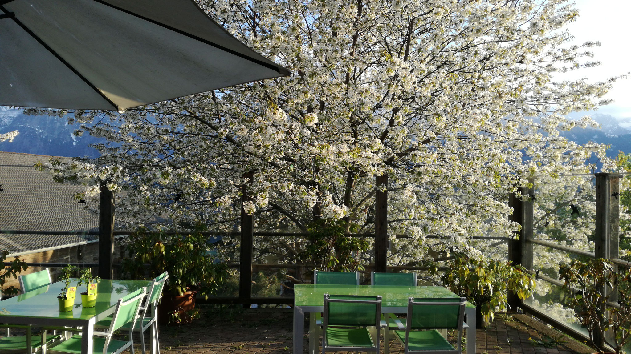 Biohotel: Sonnenterrasse mit Bienenweide - Katharinas Veganer Naturgasthof 