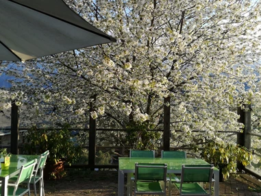 Biohotel: Sonnenterrasse mit Bienenweide - Katharinas Veganer Naturgasthof