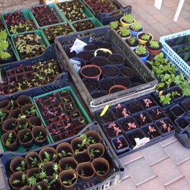 Biohotel: Gemüse, bereit zur Auspflanzung in den Sonnengarten - Veganer Gasthof zum Ederplan
